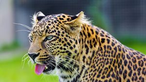 Preview wallpaper cheetah, tongue, eyes, predator