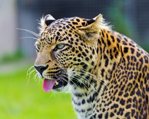 Preview wallpaper cheetah, tongue, eyes, predator