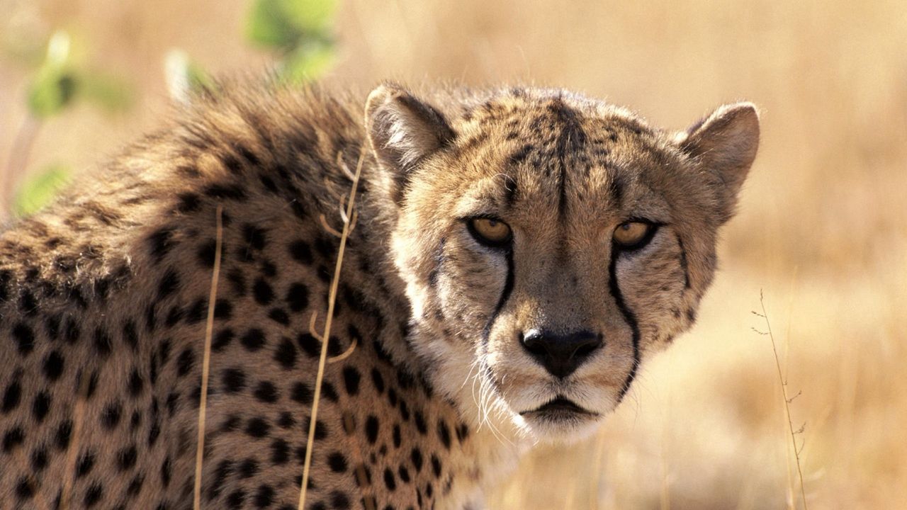 Wallpaper cheetah, waiting, grass, background, big cat, muzzle
