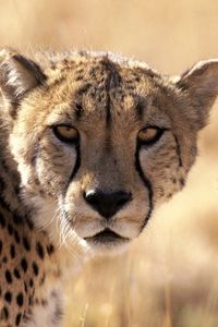 Preview wallpaper cheetah, waiting, grass, background, big cat, muzzle