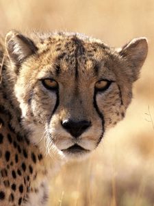 Preview wallpaper cheetah, waiting, grass, background, big cat, muzzle