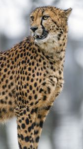 Preview wallpaper cheetah, wild animal, big cat, blur