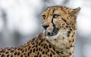 Preview wallpaper cheetah, wild animal, big cat, blur