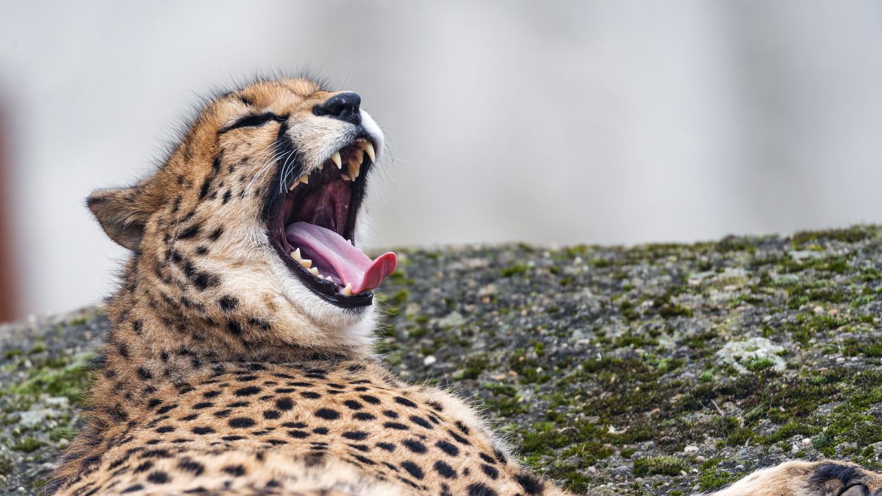 Wallpaper cheetah, wild animal, predator, big cat, protruding tongue