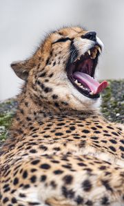 Preview wallpaper cheetah, wild animal, predator, big cat, protruding tongue