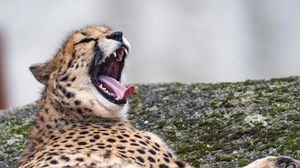Preview wallpaper cheetah, wild animal, predator, big cat, protruding tongue