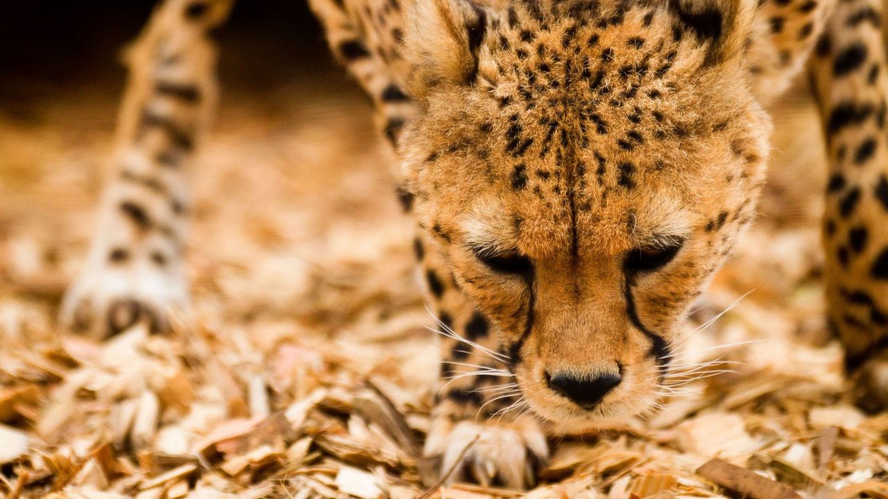 Wallpaper cheetah, wild cat, muzzle