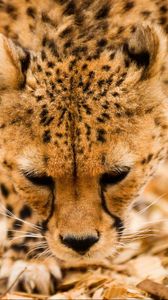 Preview wallpaper cheetah, wild cat, muzzle