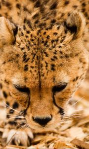 Preview wallpaper cheetah, wild cat, muzzle