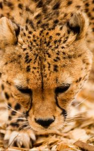 Preview wallpaper cheetah, wild cat, muzzle