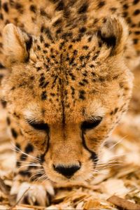 Preview wallpaper cheetah, wild cat, muzzle