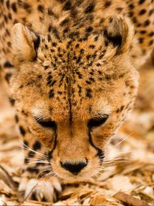 Preview wallpaper cheetah, wild cat, muzzle