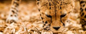 Preview wallpaper cheetah, wild cat, muzzle