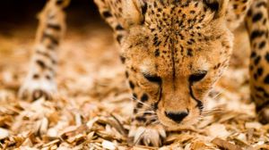 Preview wallpaper cheetah, wild cat, muzzle