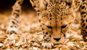 Preview wallpaper cheetah, wild cat, muzzle