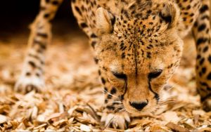 Preview wallpaper cheetah, wild cat, muzzle