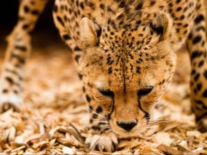 Preview wallpaper cheetah, wild cat, muzzle