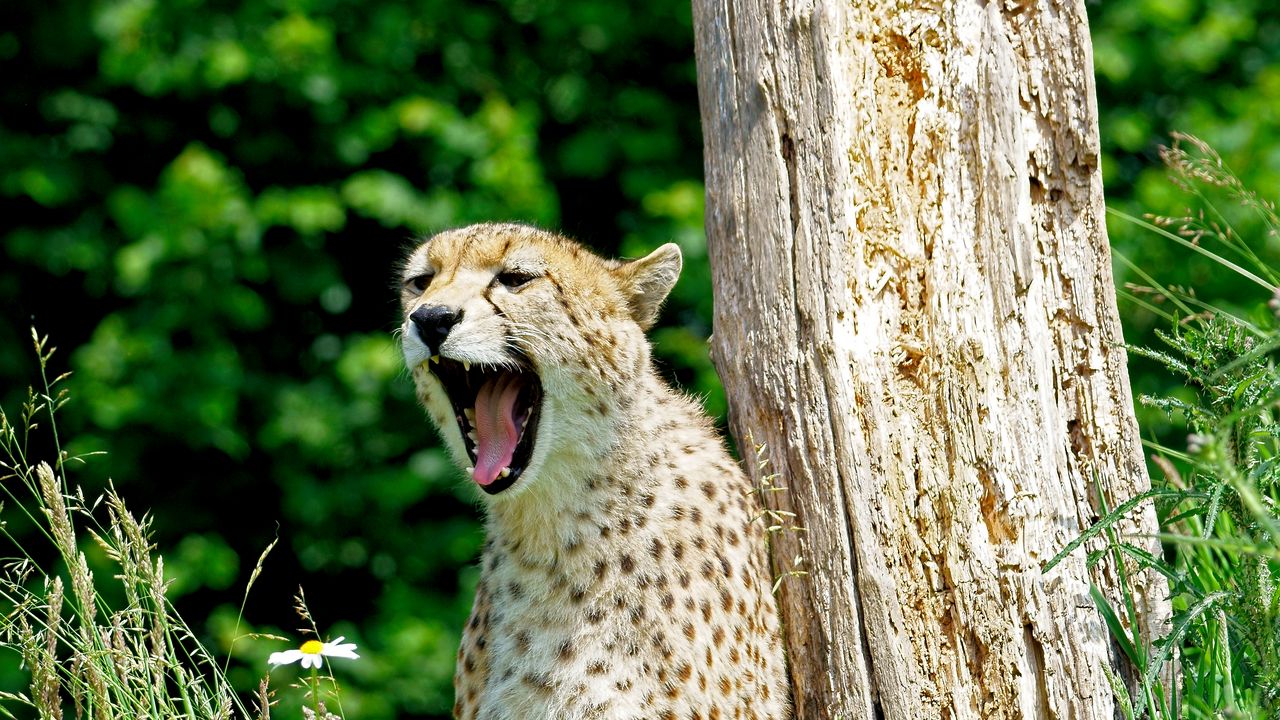 Wallpaper cheetah, yawn, predator, animal, wildlife