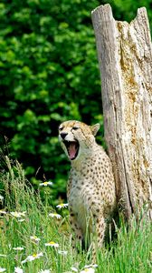 Preview wallpaper cheetah, yawn, predator, animal, wildlife