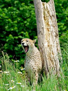 Preview wallpaper cheetah, yawn, predator, animal, wildlife