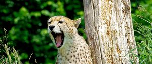 Preview wallpaper cheetah, yawn, predator, animal, wildlife