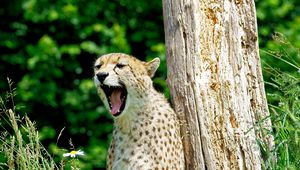 Preview wallpaper cheetah, yawn, predator, animal, wildlife