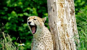 Preview wallpaper cheetah, yawn, predator, animal, wildlife