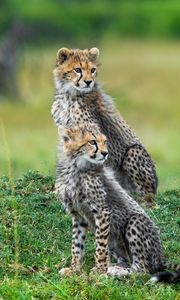 Preview wallpaper cheetahs, animals, predators, wildlife