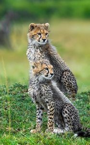 Preview wallpaper cheetahs, animals, predators, wildlife