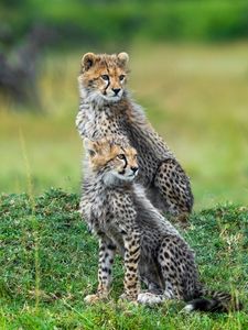 Preview wallpaper cheetahs, animals, predators, wildlife