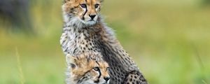 Preview wallpaper cheetahs, animals, predators, wildlife