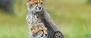 Preview wallpaper cheetahs, animals, predators, wildlife