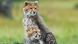Preview wallpaper cheetahs, animals, predators, wildlife