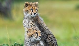 Preview wallpaper cheetahs, animals, predators, wildlife