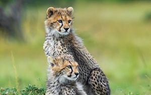 Preview wallpaper cheetahs, animals, predators, wildlife