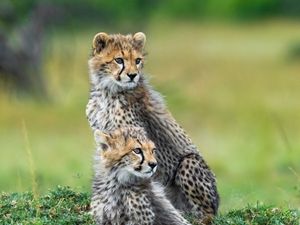 Preview wallpaper cheetahs, animals, predators, wildlife