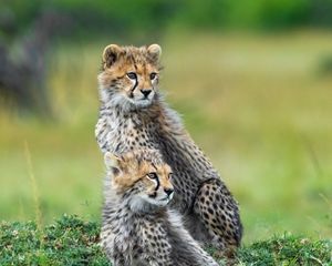 Preview wallpaper cheetahs, animals, predators, wildlife