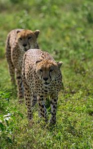 Preview wallpaper cheetahs, animals, predators, greenery, wildlife