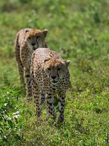 Preview wallpaper cheetahs, animals, predators, greenery, wildlife