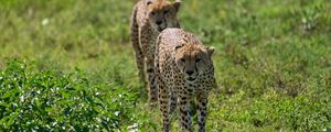 Preview wallpaper cheetahs, animals, predators, greenery, wildlife