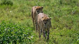 Preview wallpaper cheetahs, animals, predators, greenery, wildlife