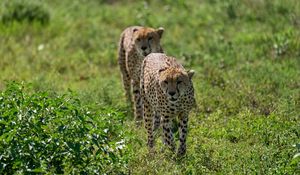 Preview wallpaper cheetahs, animals, predators, greenery, wildlife