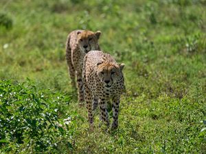 Preview wallpaper cheetahs, animals, predators, greenery, wildlife