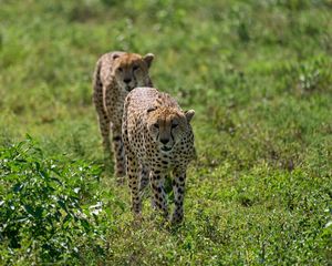 Preview wallpaper cheetahs, animals, predators, greenery, wildlife