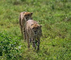 Preview wallpaper cheetahs, animals, predators, greenery, wildlife