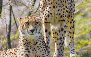 Preview wallpaper cheetahs, animals, predators, glances, big cats