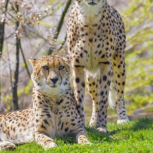 Preview wallpaper cheetahs, animals, predators, glances, big cats