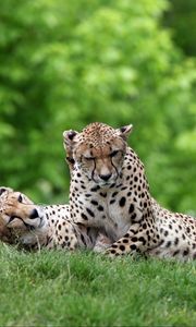 Preview wallpaper cheetahs, couple, grass, predators, lie