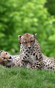 Preview wallpaper cheetahs, couple, grass, predators, lie