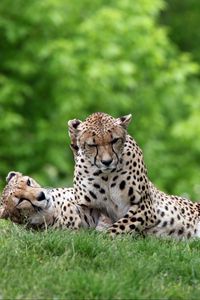 Preview wallpaper cheetahs, couple, grass, predators, lie